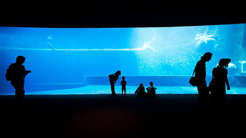 Большой аквариум в городе Генуя