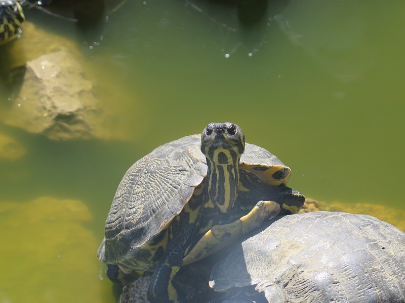 Красноухие черепахи в парке Семпионе в Милане
